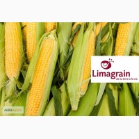 Семена гибрида кукурузы ЛГ 30315 (ФАО - 280)