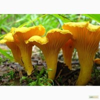 Лисички и другие грибы Карелии