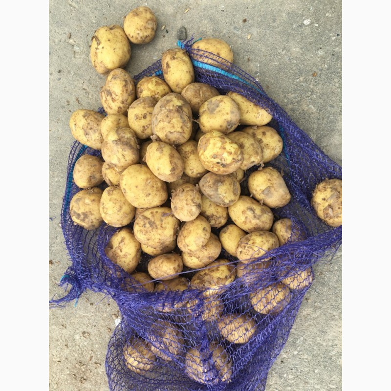 Продам картофель, сорт Уладар, 2018 г -  картофель, сорт Уладар .