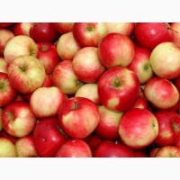 Яблоки оптом из Беларуси, калибр 65+, 18-27р напрямую с садов