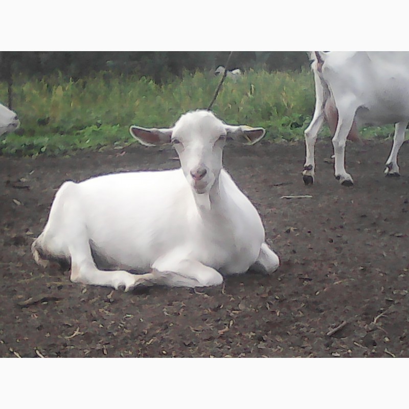 Фото 3. Продам на мясо стадо коз