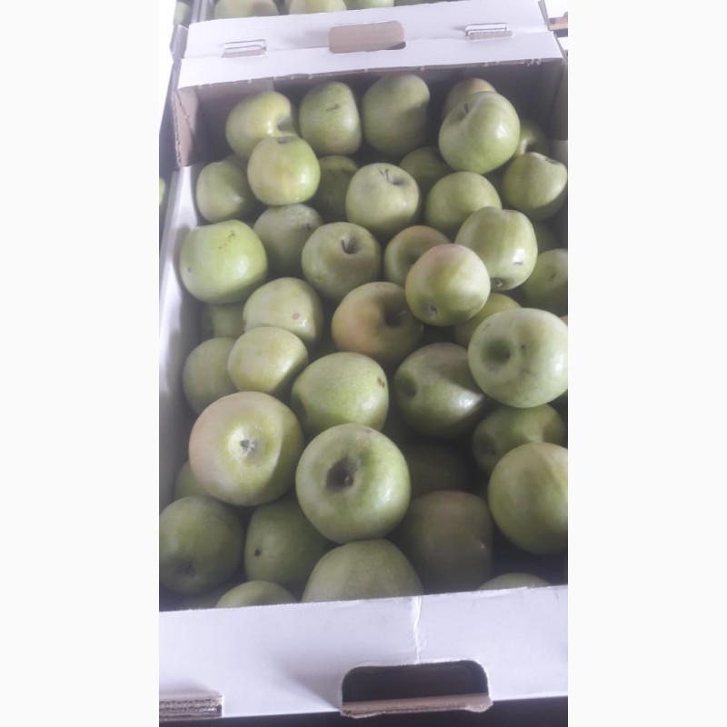 Фото 4. Продаем сортовые яблоки