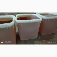 ООО сантарин, реализует мёд, продукты пчеловодства