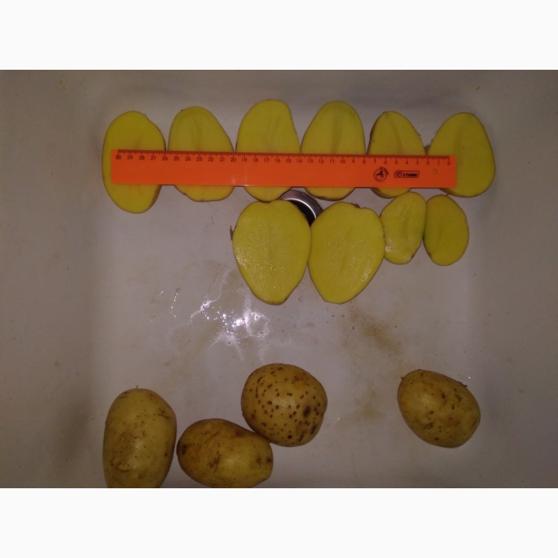 Фото 5. Картофель чистый, оптом от производителя