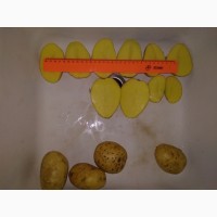 Картофель чистый, оптом от производителя