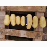 Картофель оптом урожай 2019