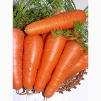 Продам семена моркови Абако F1 (1 млн.шт)