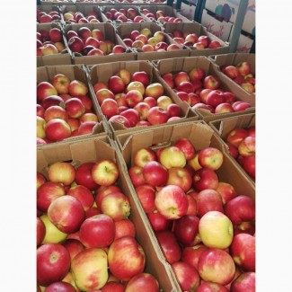 Продам яблоки Айдаред (македония) со склада в Москве