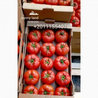 Продам томат изЕгипта