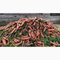 Морковь оптом, от ФХ 10р урожай 2020 г