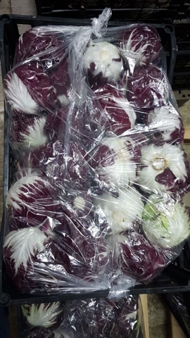 Фото 2. Продам салат Радичио оптом с плантаций Турции