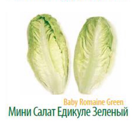 Фото 3. Продам салат Радичио оптом с плантаций Турции