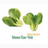 Продам салат Радичио оптом с плантаций Турции