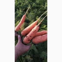 Морковь Каскад в оптом