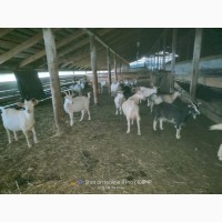 Продам стадо коз молочной породы