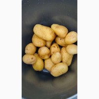 Картофель оптом 6+от производителя 29, 5 руб./кг