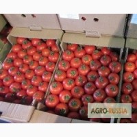 Продам помидоры ростовские мелкий опт
