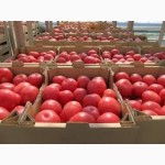 Продам помидоры ростовские мелкий опт