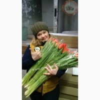 Тюльпаны оптом Красноярск (45-70см) и мимоза к 8 марта 2022
