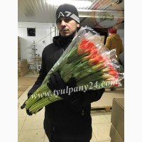 Тюльпаны оптом Красноярск (45-70см) и мимоза к 8 марта 2022