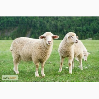ГУП РК УО ППЗ им. Фрунзе реализует овец цигайской породы: овцематок, ярочек и баранов