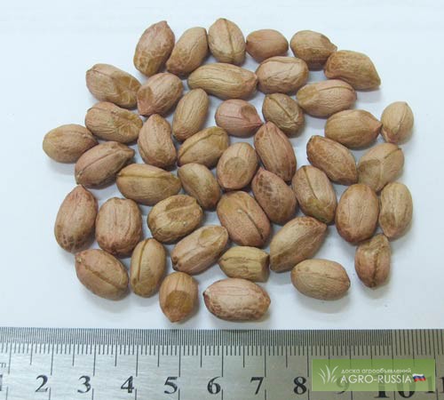 Фото 2. Сухофрукты и орехи из Аргентины