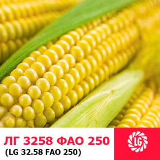 ЛГ 3258 (ФАО 250) гибрид кукурузы ЛИМАГРЕЙН (Limagrain)