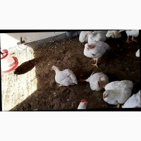 Поставляем : кур (молодка), Бройлерные цыплята КОББ-500 (2, 3 - 3 кг)