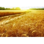 Семена Яровой Пшеницы ЭС, РС-1