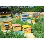 Продаются пчелы,пасека