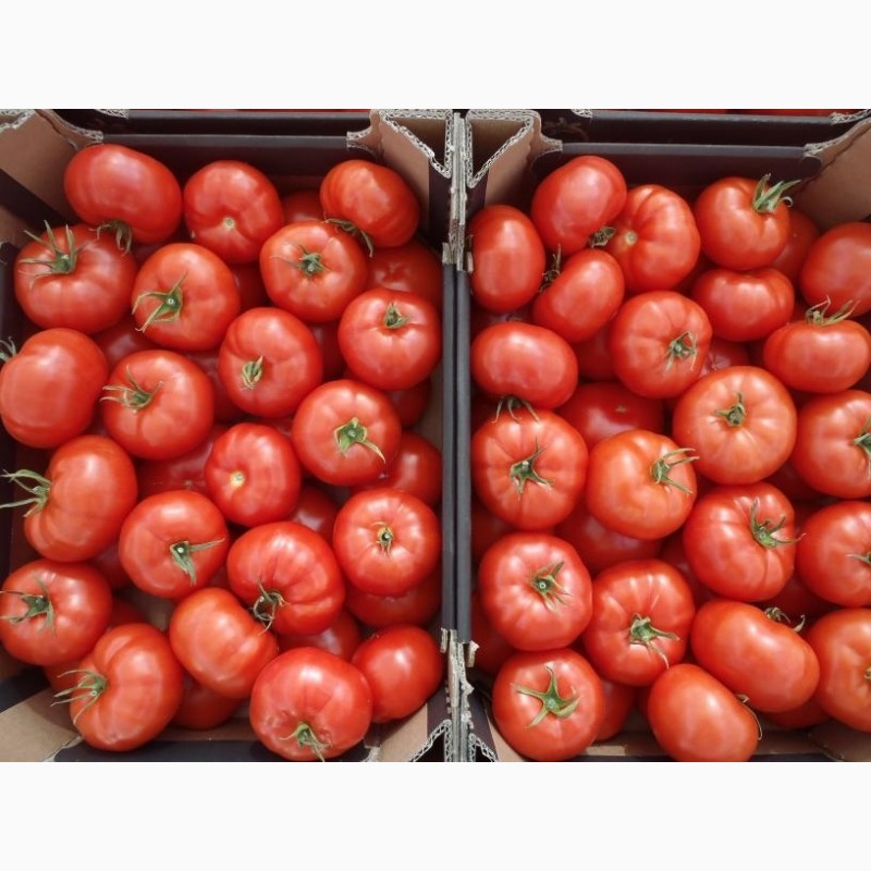 Купить томаты от производителя. Помидоры в ящике. Новосибирские помидоры.