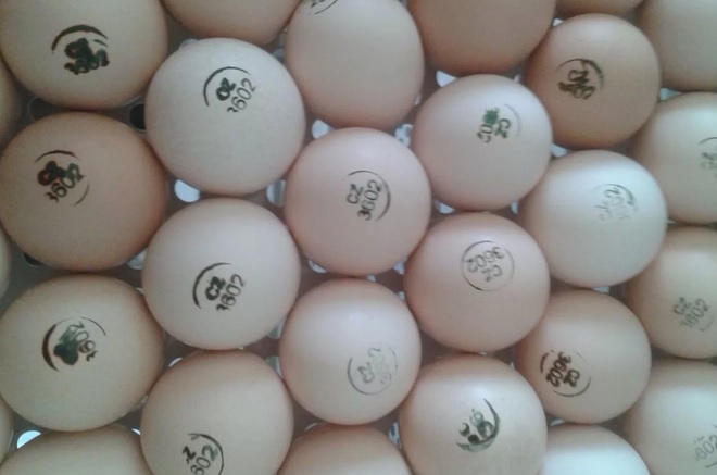 Фото 2. Инкубационное яйцо от ведущих производителей Чехия