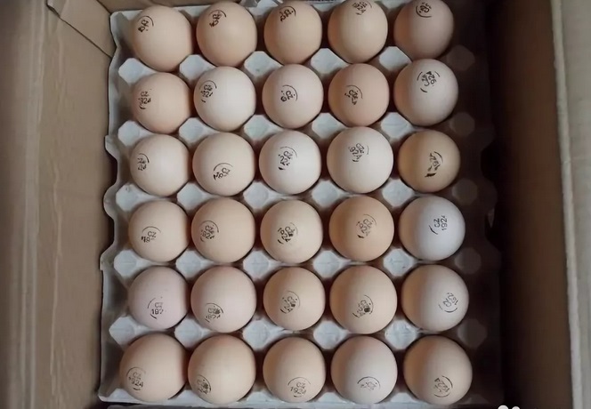 Фото 3. Инкубационное яйцо от ведущих производителей Чехия