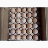 Инкубационное яйцо от ведущих производителей Чехия