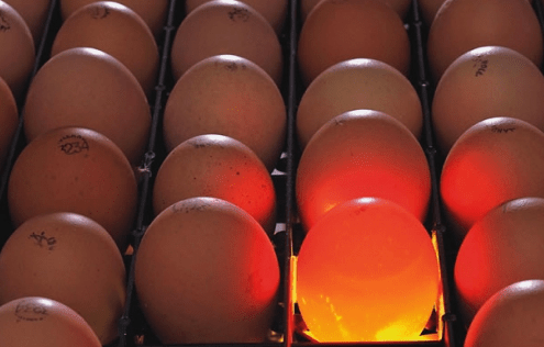 Фото 4. Инкубационное яйцо от ведущих производителей Чехия