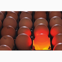 Инкубационное яйцо от ведущих производителей Чехия