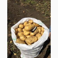 Продам продовольственный картофель