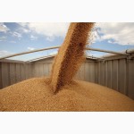 Зерно Пшеница