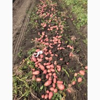 Картофель с поля оптом. Урожай 2020 года