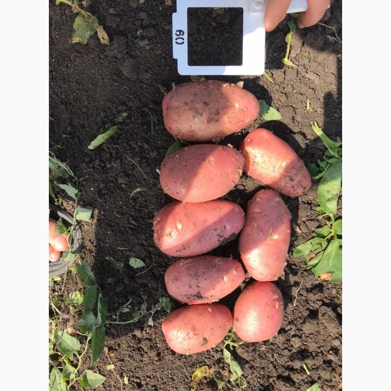 Фото 2. Картофель с поля оптом. Урожай 2020 года