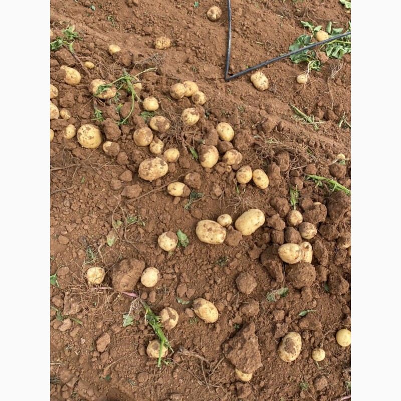 Фото 3. Картофель с поля оптом. Урожай 2020 года