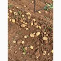 Картофель с поля оптом. Урожай 2020 года