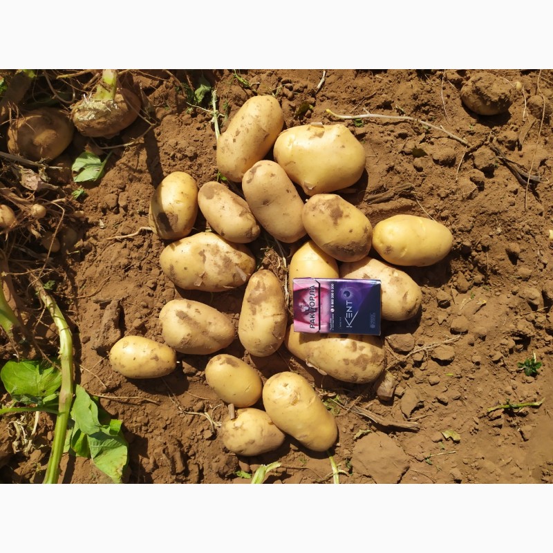 Фото 4. Картофель с поля оптом. Урожай 2020 года