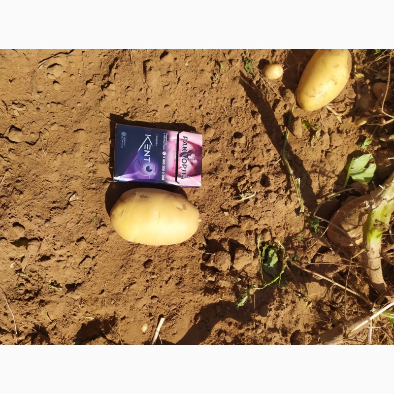 Фото 5. Картофель с поля оптом. Урожай 2020 года