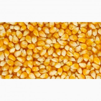 Кукуруза фуражная (кормовая) влажность не выше 60%