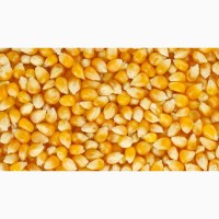 Кукуруза фуражная (кормовая) влажность не выше 60%