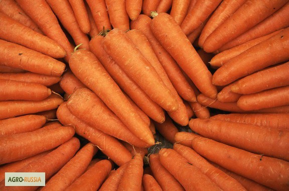 Фото 3. Продажа овощей; Картофель, лук, морковь, капуста, свекл а. Мелкий и крупный опт