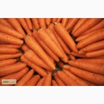 Продажа овощей; Картофель, лук, морковь, капуста, свекл а. Мелкий и крупный опт