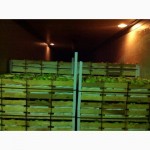 КРЫМ.ящики шпоновые для упаковки яблок от компании Крымагротара