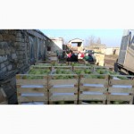 КРЫМ.ящики шпоновые для упаковки яблок от компании Крымагротара